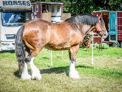 DSC2650 : @aylshamshow, Aylsham Show 2016