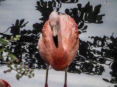 Chilean Flamingo : Chilean Flamingo, can live up to 50 years, eats invertebrates diatoms algae