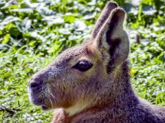 Patagonian Mara : Amazona Zoo, Patagonian Mara, life span upto 14 years, size 43-78cm, weight 9-11kgs