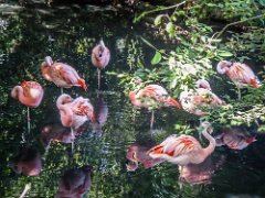 Chilean Flamingo : Chilean Flamingo, can live up to 50 years, eats invertebrates diatoms algae