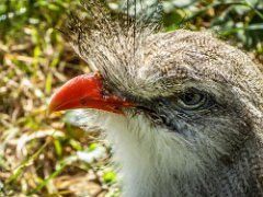 P1010192 : Red-legged Seriema, can live upto 10-15 years, eats lizards insects birds vegi, lives in grasslands