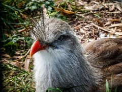 P1010195 : Red-legged Seriema, can live upto 10-15 years, eats lizards insects birds vegi, lives in grasslands