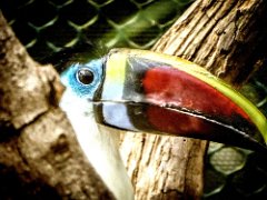 P1010206 : Amazona Zoo, Red-billed toucan