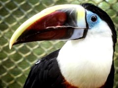 P1010209 : Amazona Zoo, Red-billed toucan