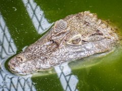 P1010214 : Amazona Zoo, Spectacled Caiman, can live upto 25-30 years, eats fish amphibians reptiles b, length upto 2.5m, weight  150kgs