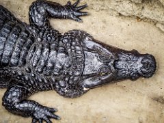 P1010219 : Amazona Zoo, Spectacled Caiman, can live upto 25-30 years, eats fish amphibians reptiles b, length upto 2.5m, weight  150kgs