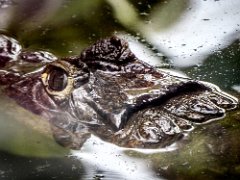 P1010246 : Amazona Zoo, Spectacled Caiman, can live upto 25-30 years, eats fish amphibians reptiles b, length upto 2.5m, weight  150kgs