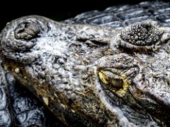 P1010252 : Amazona Zoo, Spectacled Caiman, can live upto 25-30 years, eats fish amphibians reptiles b, length upto 2.5m, weight  150kgs