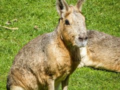 P1010281 : Amazona Zoo, Patagonian Mara, life span upto 14 years, size 43-78cm, weight 9-11kgs