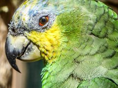 P1010299 : Amazona Zoo, Orange-winged Amazon Parrot