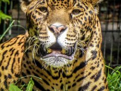 P1010346 : Jaguar, can live upto 23 years, eats anything from large deer t, length 190cm tail 76cm, weight 60-100kgs