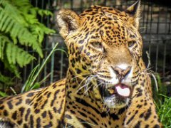 P1010352 : Jaguar, can live upto 23 years, eats anything from large deer t, length 190cm tail 76cm, weight 60-100kgs