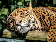 P1010358 : Jaguar, can live upto 23 years, eats anything from large deer t, length 190cm tail 76cm, weight 60-100kgs