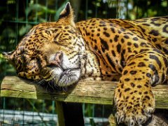 P1010360 : Jaguar, can live upto 23 years, eats anything from large deer t, length 190cm tail 76cm, weight 60-100kgs