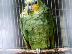 P1010363 : Amazona Zoo, Orange-winged Amazon Parrot