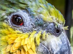 P1010364 : Amazona Zoo, Orange-winged Amazon Parrot