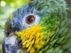 P1010366 : Amazona Zoo, Orange-winged Amazon Parrot