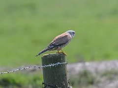 DSC7260-1  [c]JOHN HUTCHISON : Male Kestrel, bird of prey