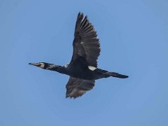 DSC7291-1  [c]JOHN HUTCHISON : Burnham Overy Staithe, cormorant