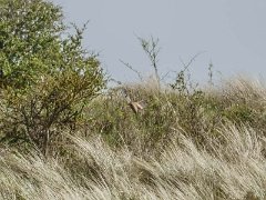 DSC7357-1  [c]JOHN HUTCHISON : Burnham Overy Staithe, Kestral