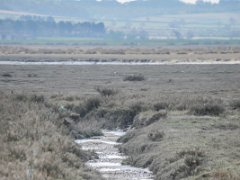 DSC7386-1  [c]JOHN HUTCHISON : Burnham Overy Staithe