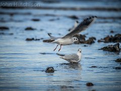 DSC3254 : Cromer Jan 2017