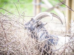 DSC3263 : Cromer Jan 2017, goat